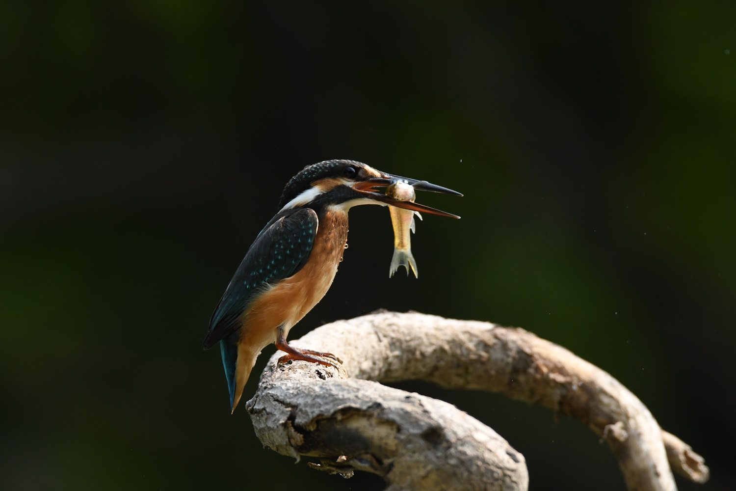 眼睛被鳥(niǎo)啄傷