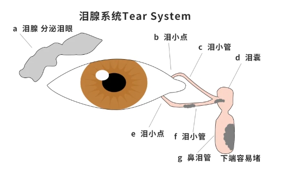 淚腺系統